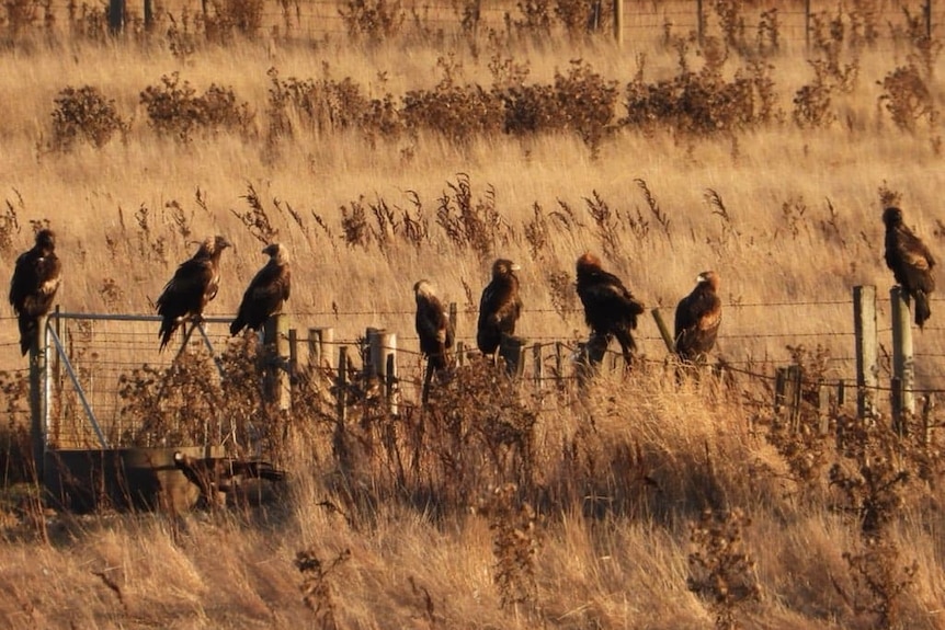 一个干燥的草地围场，八只大鹰栖息在围栏上，一只在地上。