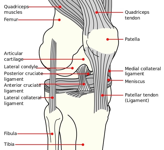 A diagram showing the working parts of the human knee