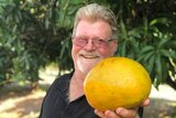 Mango grower Steve Jenkins holding a big mango