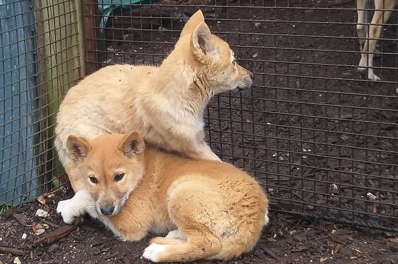 Two dingo cubs sitting together.