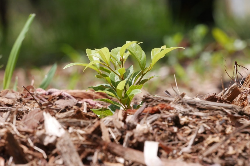 A small native tree sapling in mulch. 