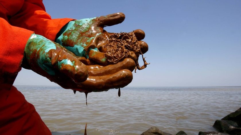 Oil drips from the rubber gloves of a marine biologist