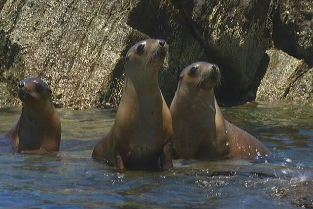 Three sea lion pups sit on a rock in the ocean.