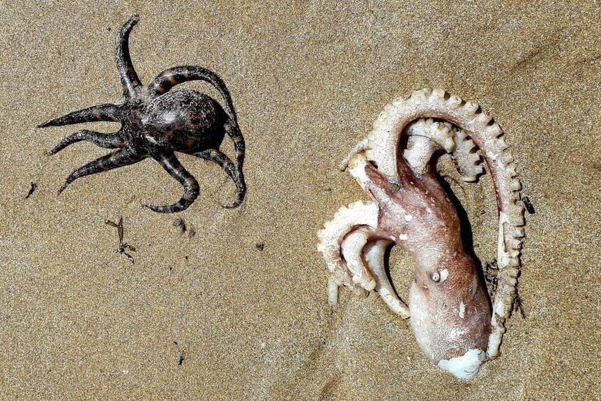 A black and a pick octopus dead on sand