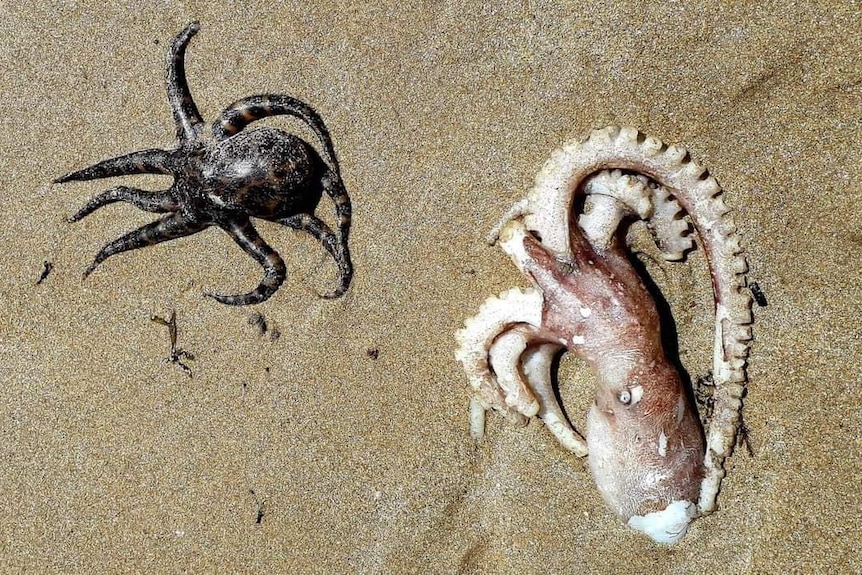 A black and a pick octopus dead on sand