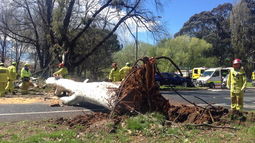 A tree uprooted at Kingston in Canberra