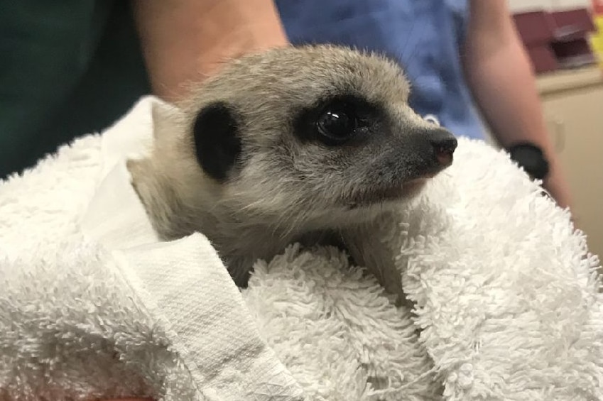 A four-week-old meerkit is held in a towel.