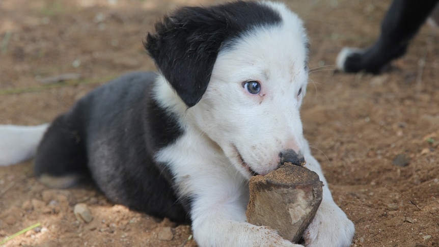 A black and white border collie pup chews on rock.