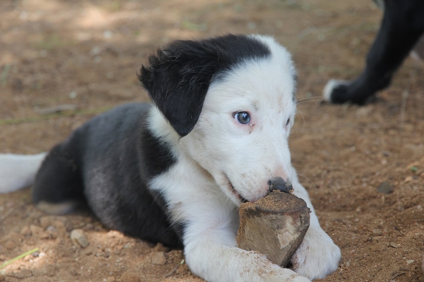 A black and white border collie pup chews on rock.