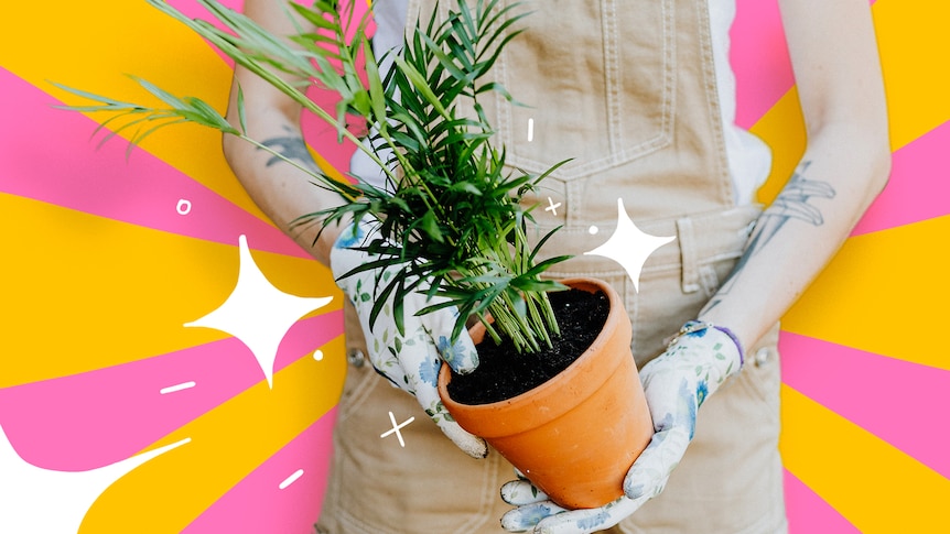 A woman holding a potted plant, against a yellow and pink striped background.