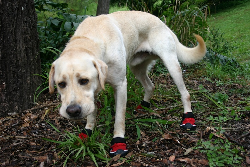 Dog with booties on after being bitten by fire ants