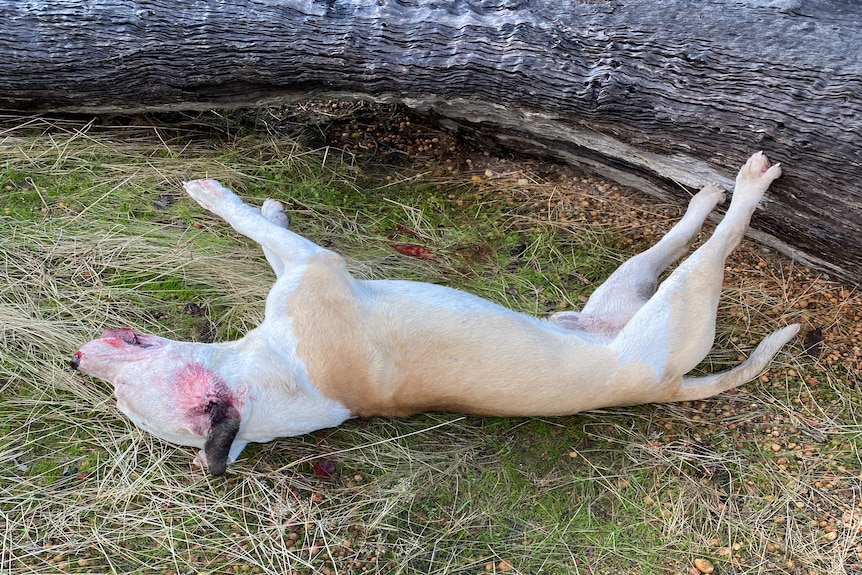 A dead dog laid out near a log.