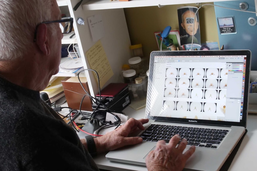 Man with glasses looking at repeated images of a spider on the screen of a laptop on his desk
