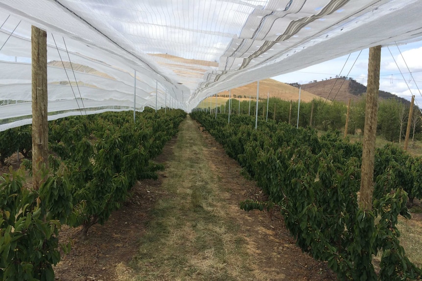 A close-up photo of the rain covers at Howard Hansen's cherry farm.