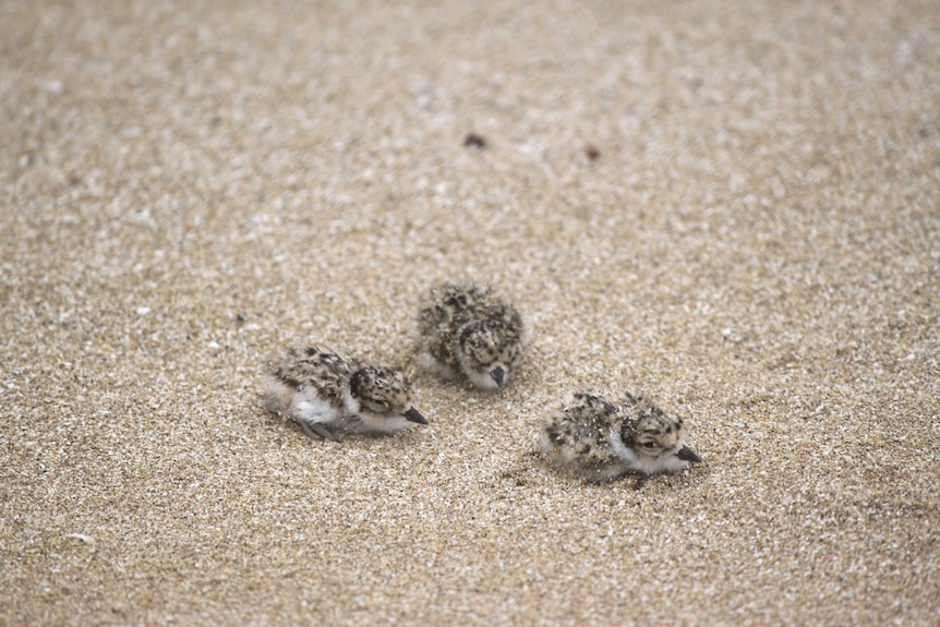 Three tiny hooded plover chicks on a sandy beach near Marion Bay, Yorke Peninsula
