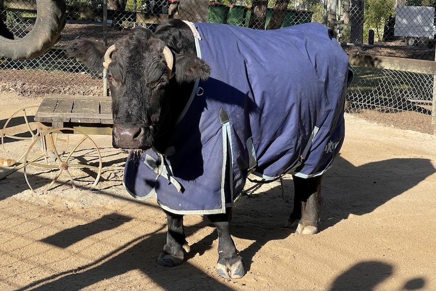 Dexter the bull wears a navy rug in Ipswich's cold weather