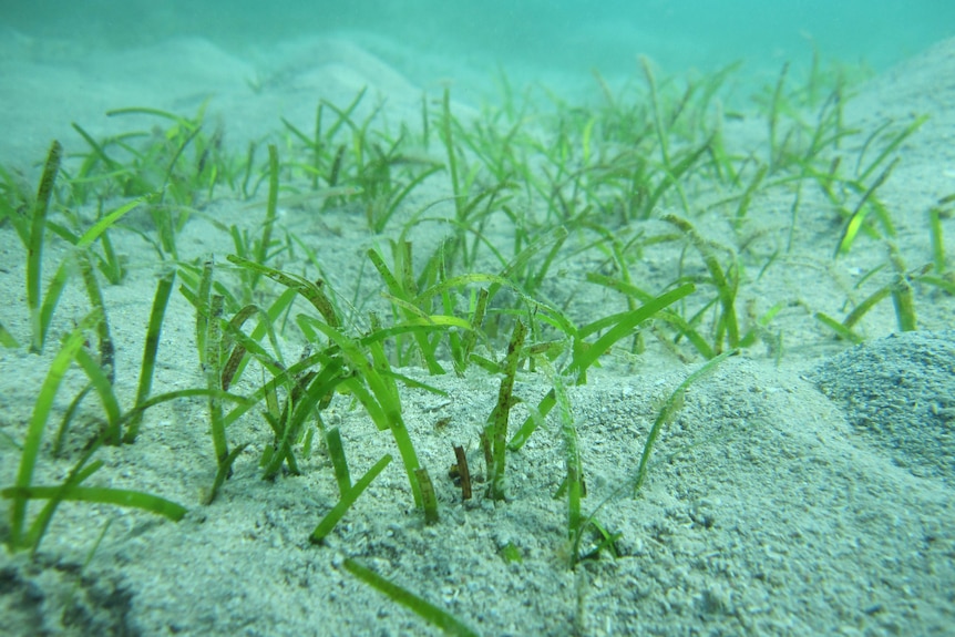 A close-up of seagrass underwater.