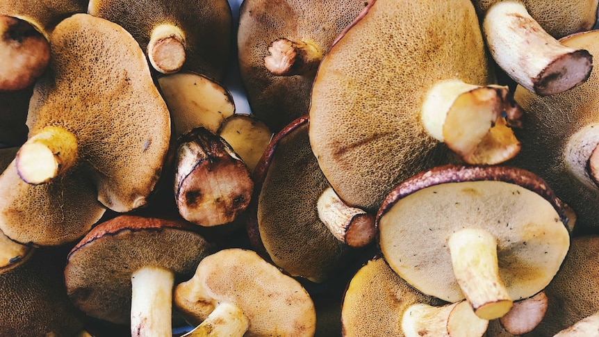A heap of slippery jack mushrooms laid cap down.