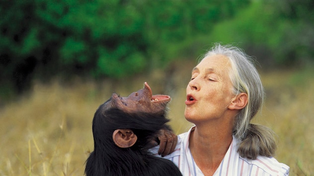 Jane Goodall with a chimpanzee