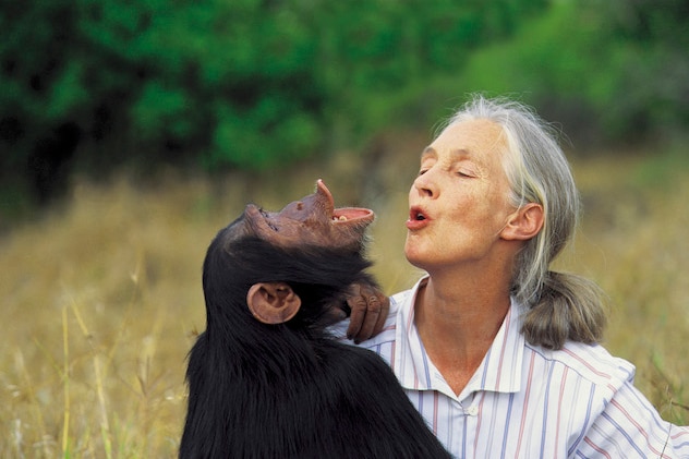 Jane Goodall plays with a wild chimpanzee.