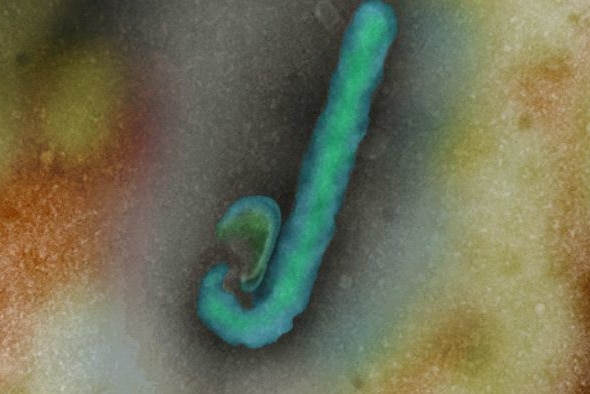 Ebola virus