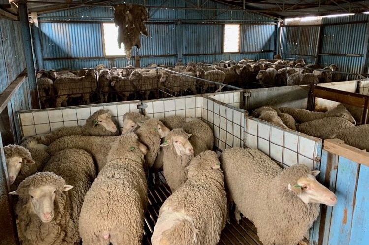 About 30 sheep are inside a shearer shed waiting to be shorn