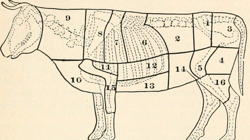 Old biology map showing the parts of a cow.