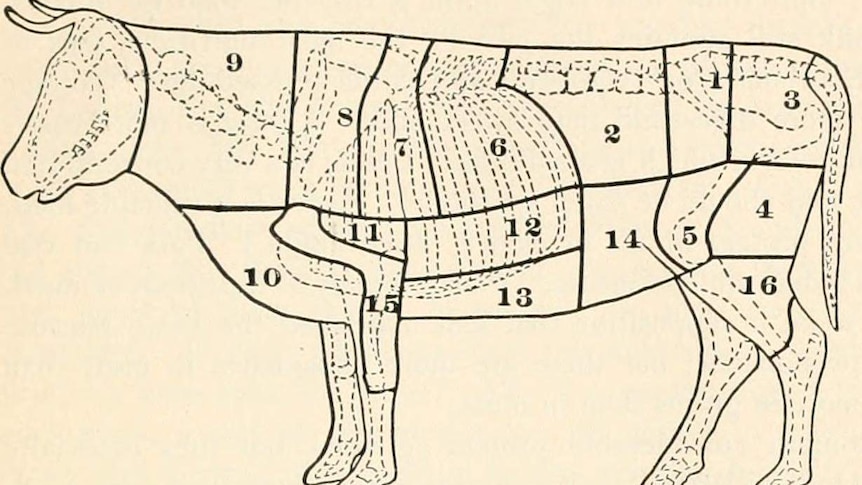 Old biology map showing the parts of a cow.