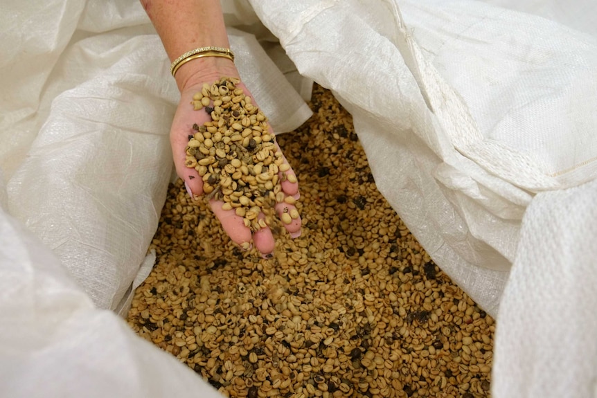 A close up of a hand holding green coffee beans in a sack.