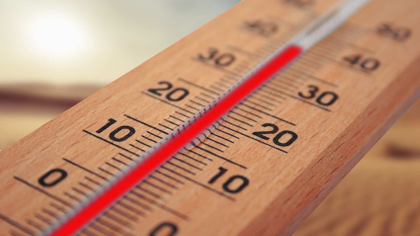 A wooden thermometer climbs to 40 degrees Celsius.