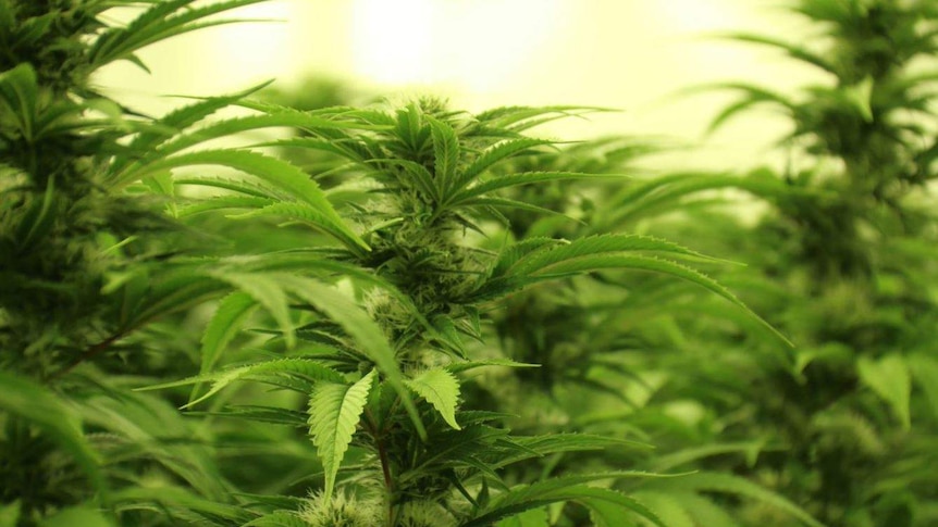 A close-up shot of a medicinal cannabis plant.