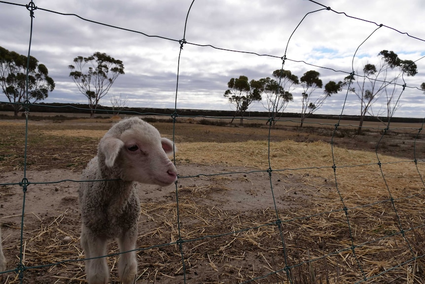 A lamb in a dry paddock.