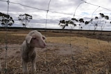 A lamb in a dry paddock.