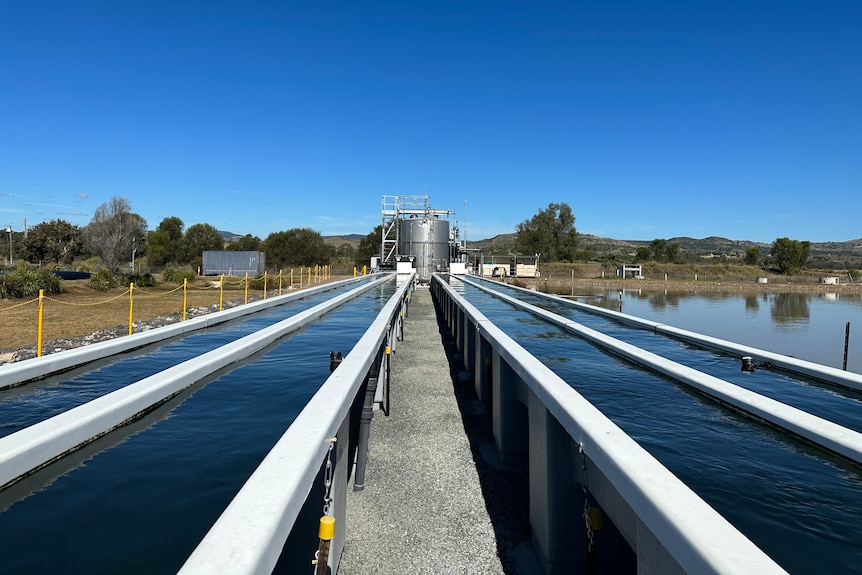 Deux longues piscines étroites remplies d'algues