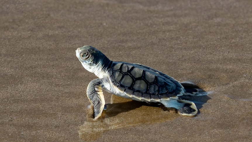 A hatchling turtle crawling on the beach