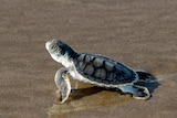 A hatchling turtle crawling on the beach