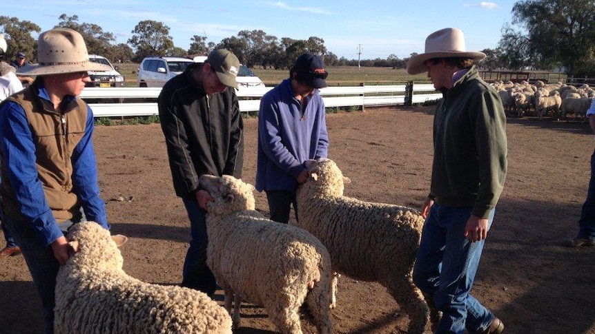 Three young men hold merino sheep for inspection