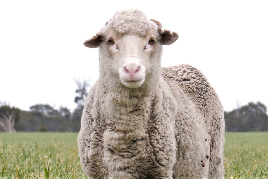 A sheep stands in a paddock eating grass