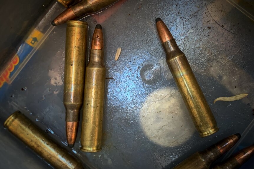 Seven bullets sit randomly arranged in a metal tin