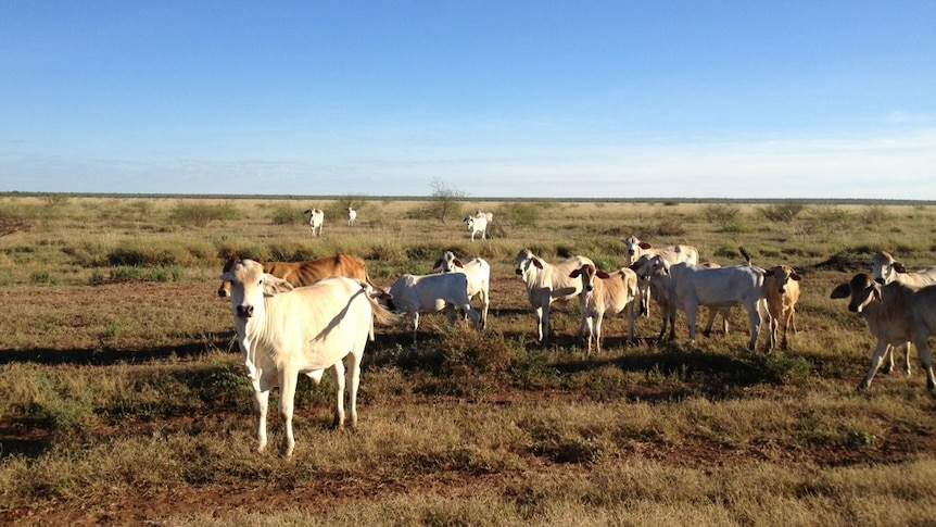 Media group add four Kimberley stations to its existing cattle portfolio - News