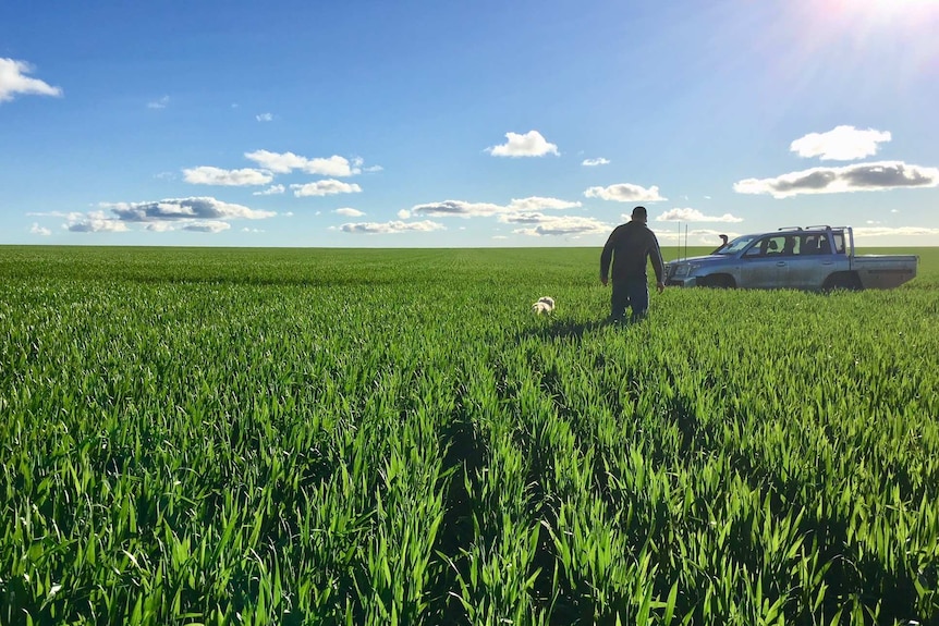 A man and a dog walk through a wheat crop