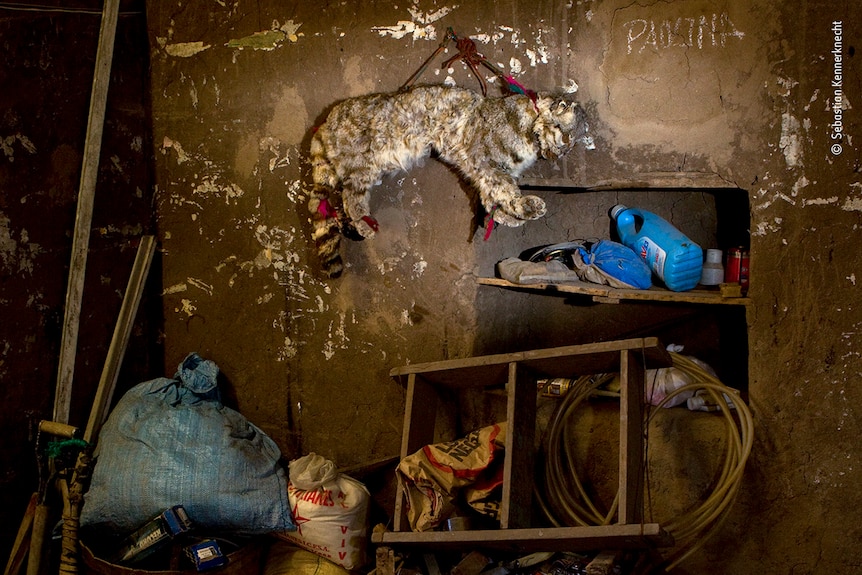 A stuffed cat skin hangs in a shed