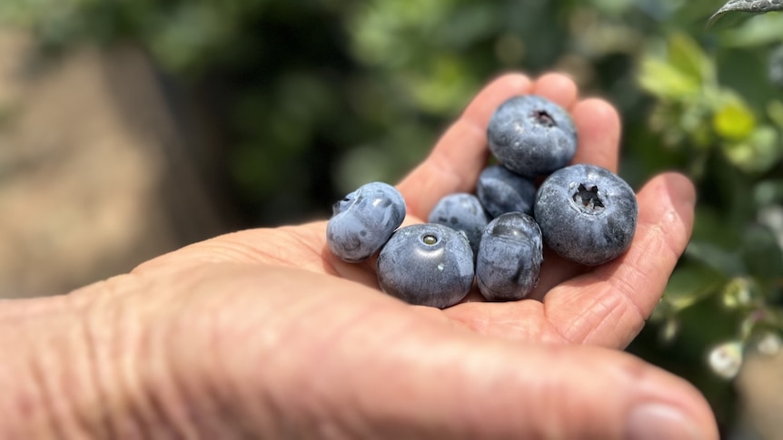 A mans hand holds large blueberries. 