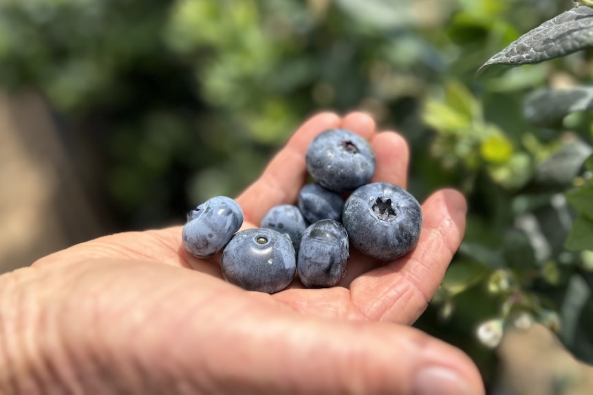 A mans hand holds large blueberries. 