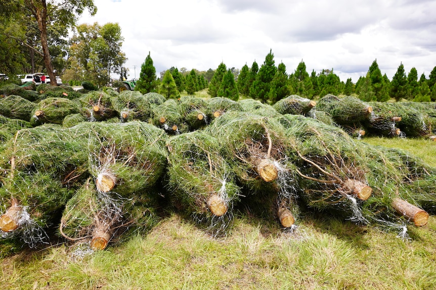 Christmas trees cut down and piled up