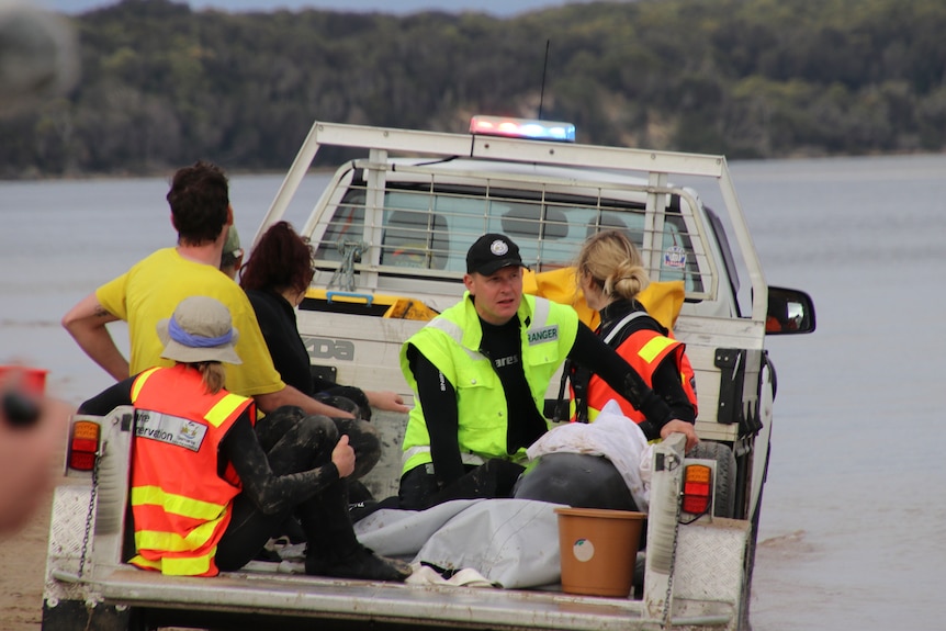 A whale being transported at the back of a ute.