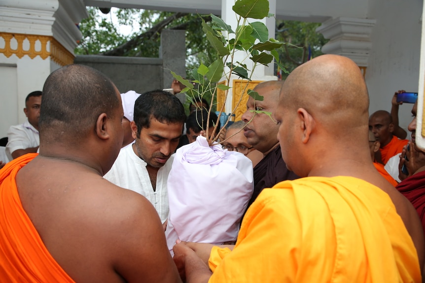 Buddhist monks in saffron and white robes gather around a tree sapling as it is sent on its way to Australia
