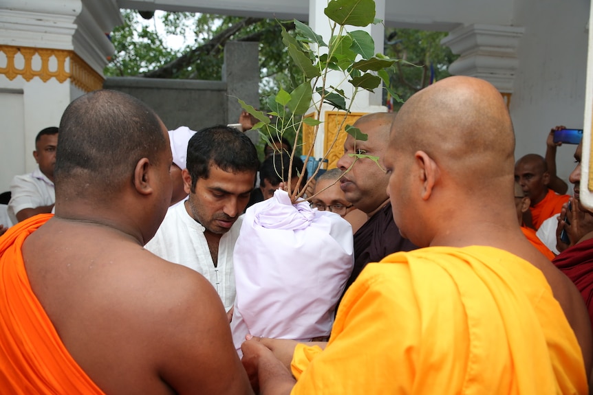 Buddhist monks gather around a tree sapling 