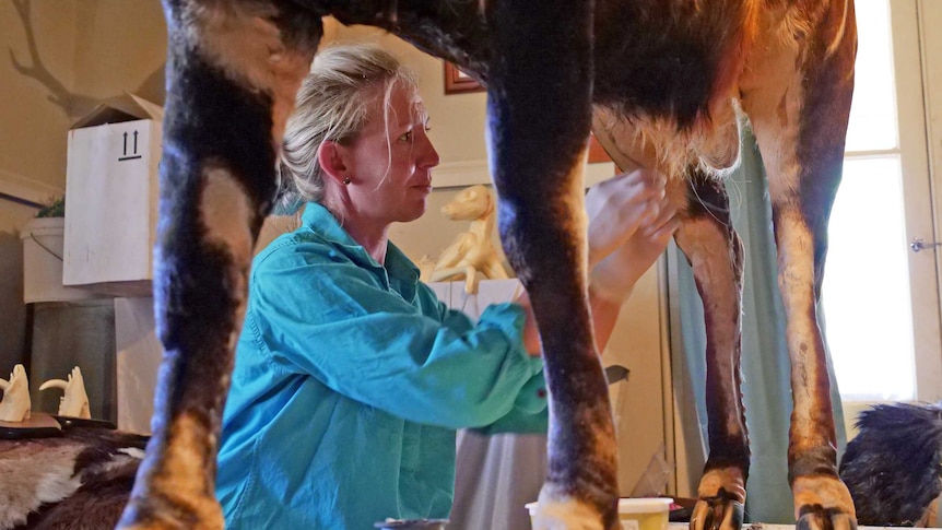 Taxidermist Cassandra Hall sews the hide of a bongo antelope