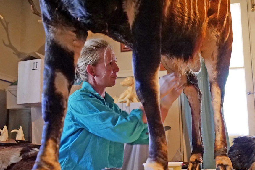Taxidermist Cassandra Hall sews the hide of a bongo antelope